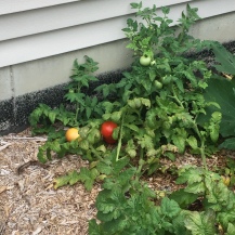 Tomatoes, Summer 2016