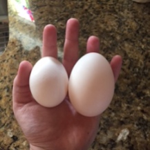 Left: chicken egg Right: duck egg